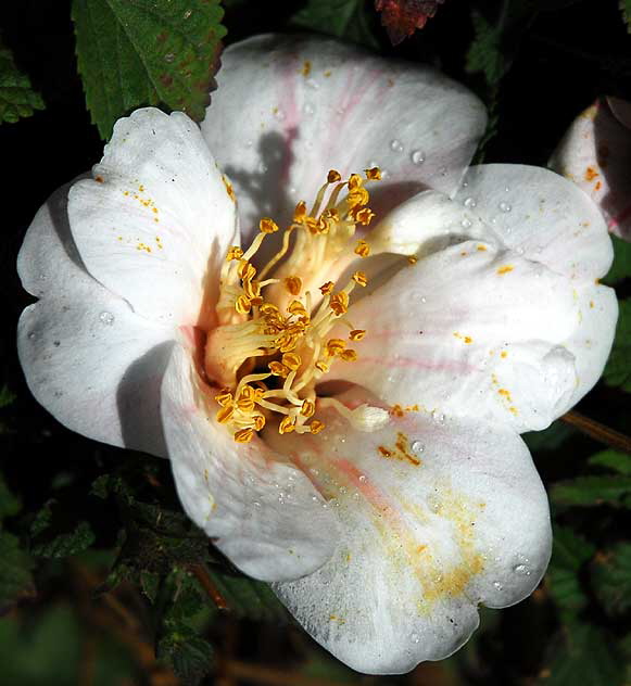 Tree Peony (Paeonia suffruticosa)