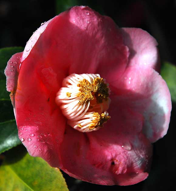 Tree Peony (Paeonia suffruticosa)