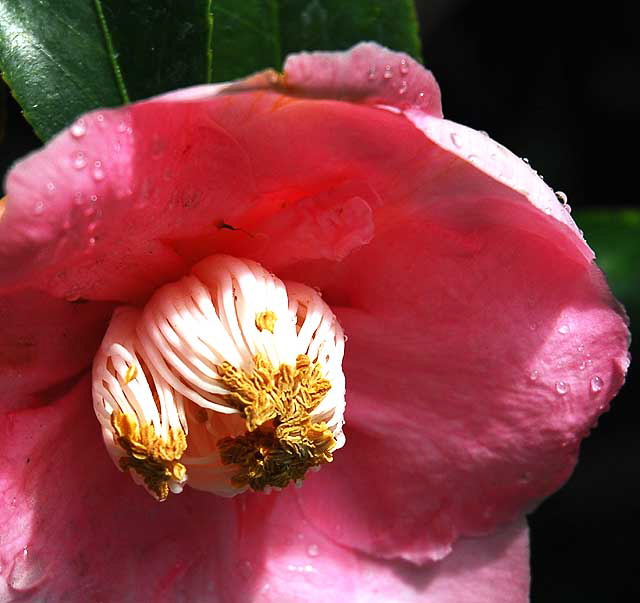 Tree Peony (Paeonia suffruticosa)