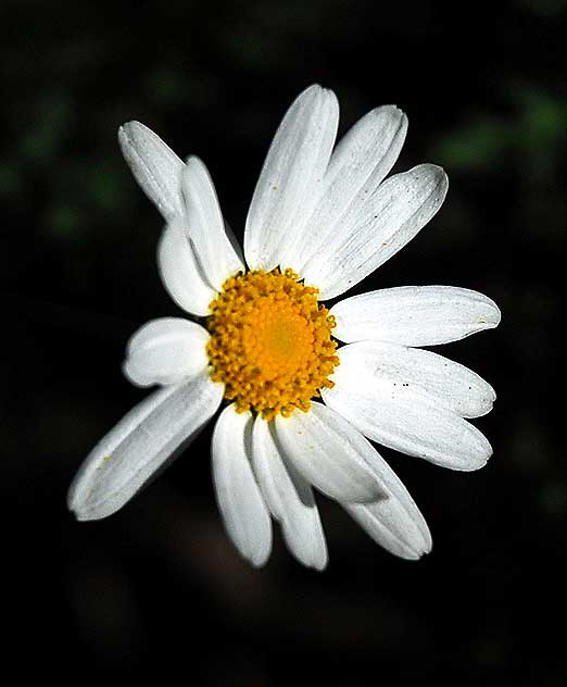 Winter Bloom, Beverly Hills, Saturday, December 20, 2008