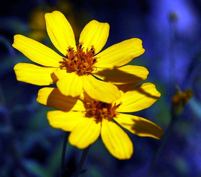 Winter Bloom, Beverly Hills, Saturday, December 20, 2008