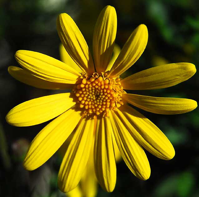 Bloom in the gardens at Crossroads of the World on Sunset Boulevard, Saturday, December 27, 2008