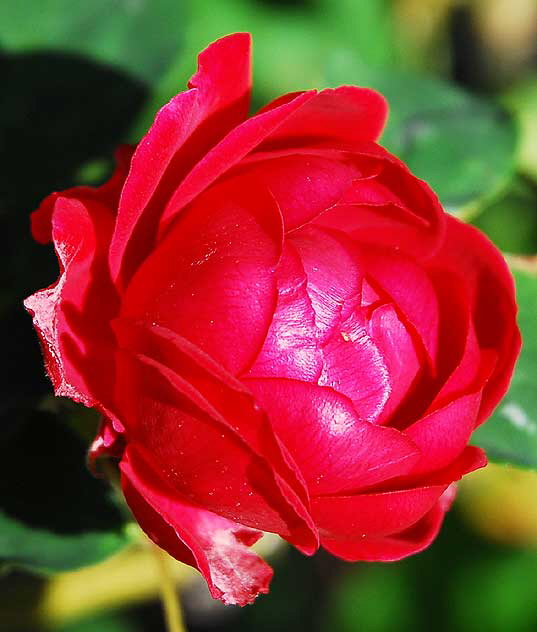 Bloom in the gardens at Crossroads of the World on Sunset Boulevard, Saturday, December 27, 2008