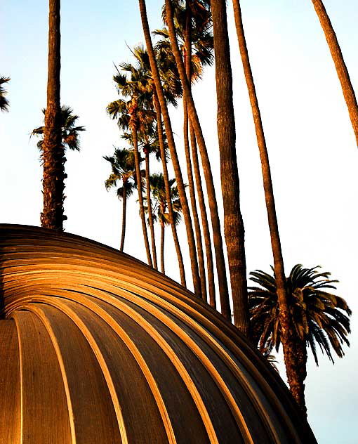 Palms catching the final afternoon light above the fog, Santa Monica