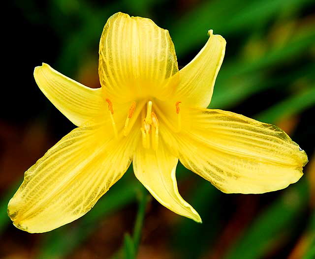 Daylily 