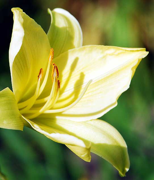 Daylily 