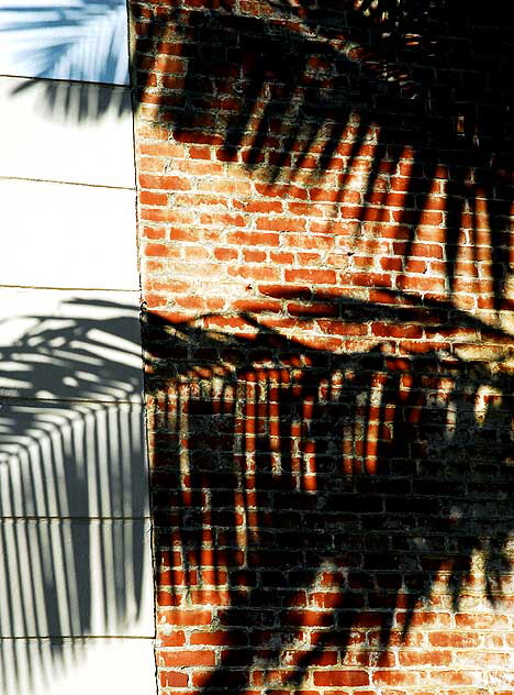 Palm shadows on brick wall, Wilcox Avenue, Hollywood