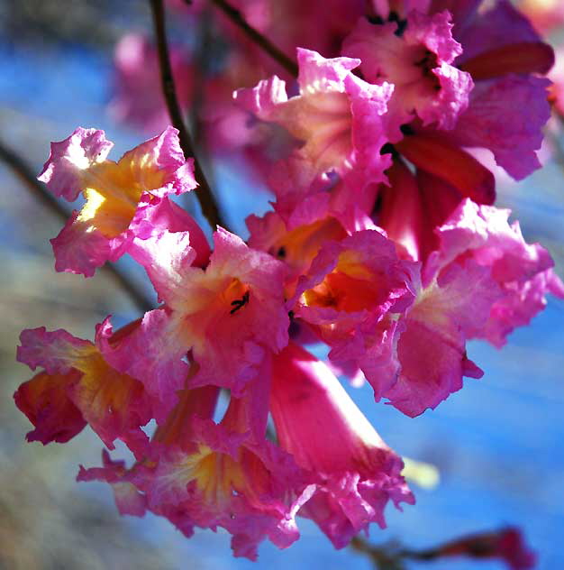 Early January in Hollywood, so you get pinks trees