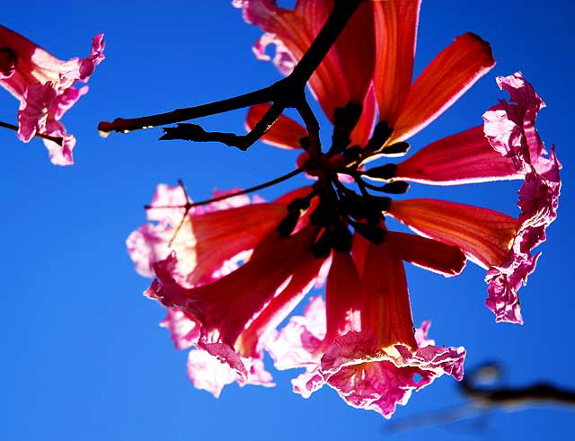 Early January in Hollywood, so you get pinks trees