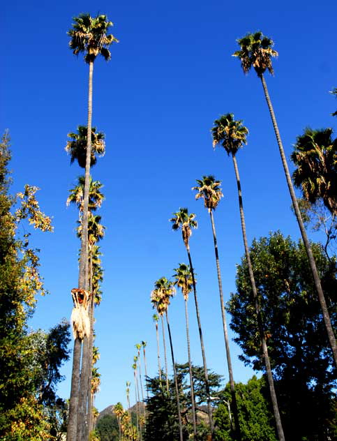 Between the Boulevards - Sunset and Hollywood - a row of palm trees on Curson Street 