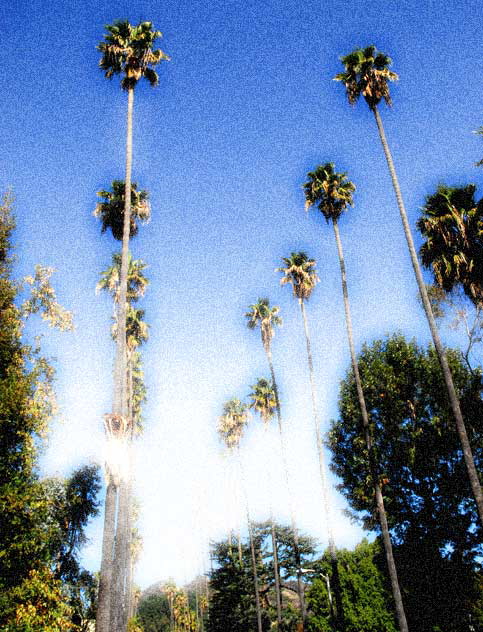 Between the Boulevards - Sunset and Hollywood - a row of palm trees on Curson Street - altered in Photoshop 7.0
