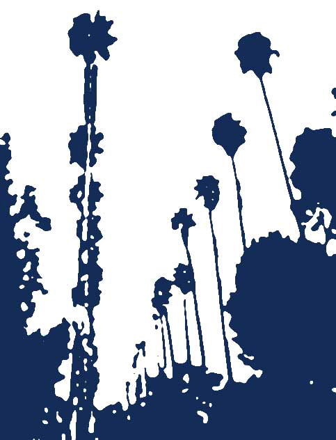 Between the Boulevards - Sunset and Hollywood - a row of palm trees on Curson Street - altered in Photoshop 7.0