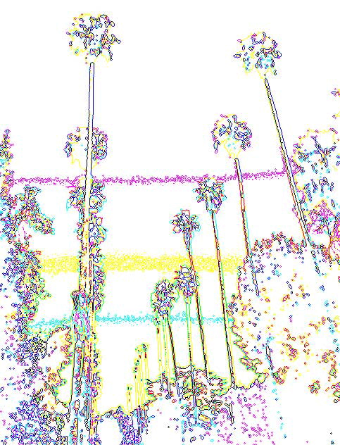 Between the Boulevards - Sunset and Hollywood - a row of palm trees on Curson Street - altered in Photoshop 7.0