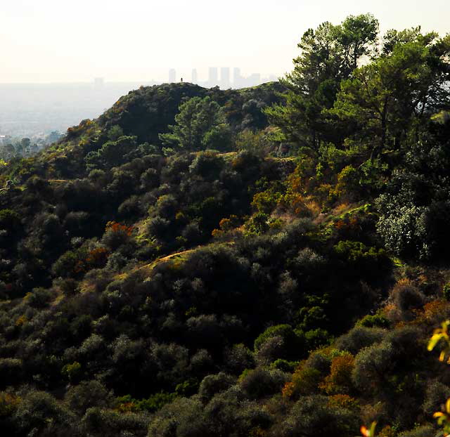Griffith Park in winter 