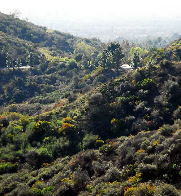 Griffith Park in winter 