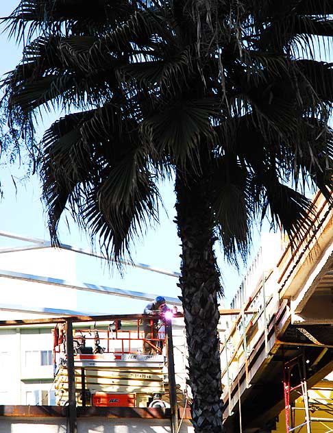 Arch Welder and Palm Tree