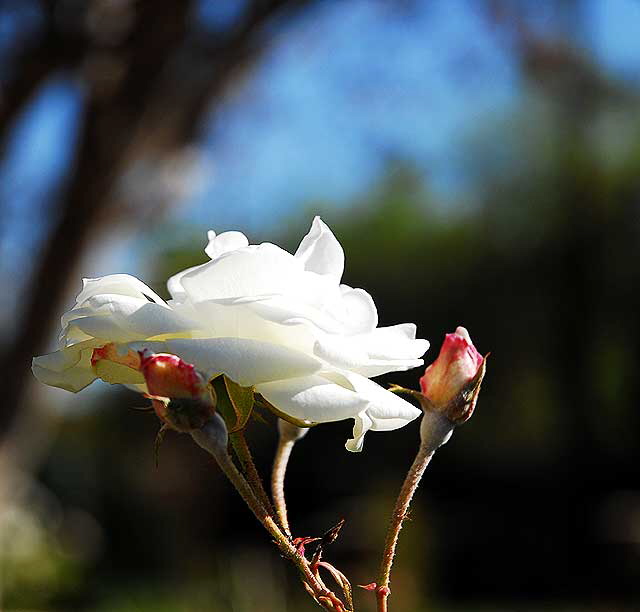 White Rose, Blue Sky