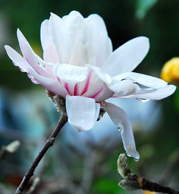 Flower in rain