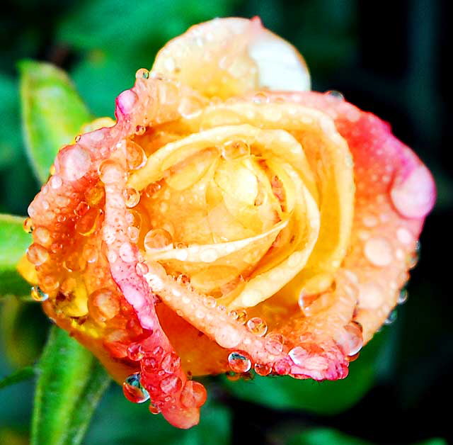 Flower in rain