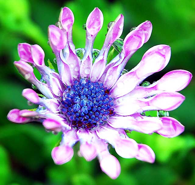 Flower in rain