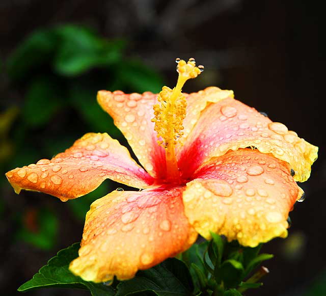 Flower in rain