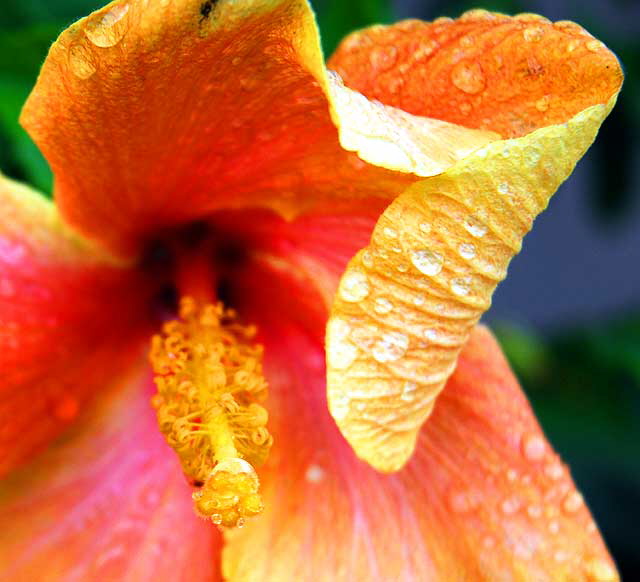 Flower in rain