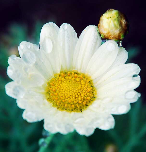 Flower in rain