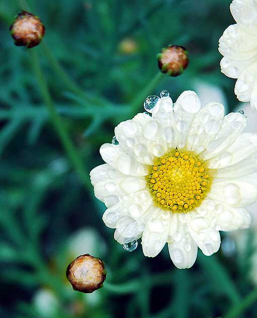 Flower in rain