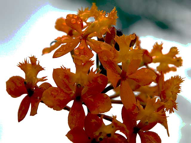 Flower in rain