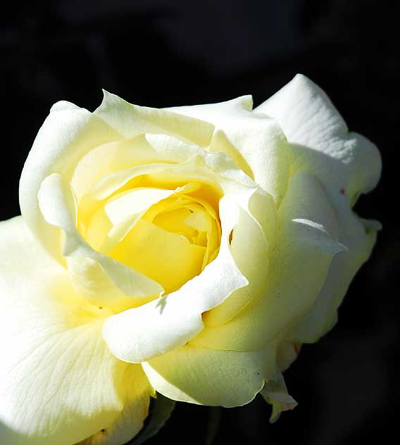 Yellow Rose