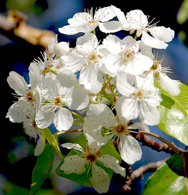 Plum blossoms, Beverly Hills