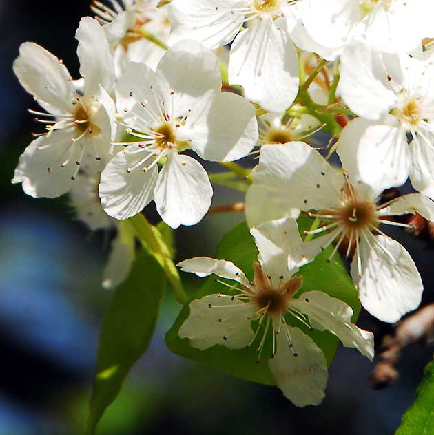 Plum blossoms, Beverly Hills