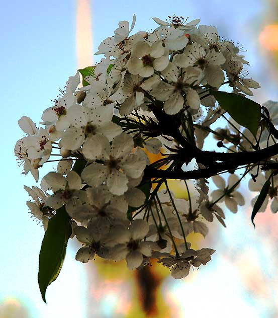 Plum blossoms, Beverly Hills