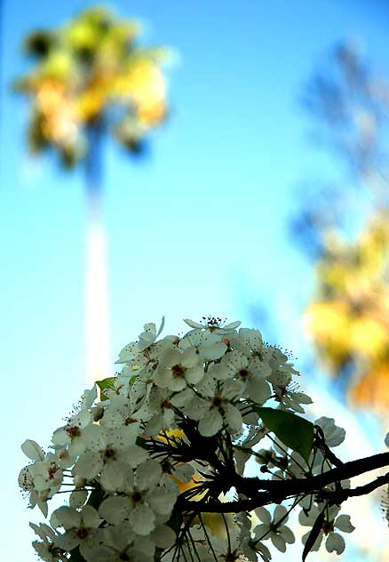 Plum blossoms, Beverly Hills