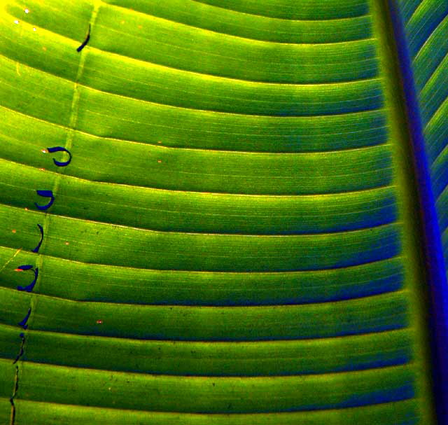 Banana Leaf