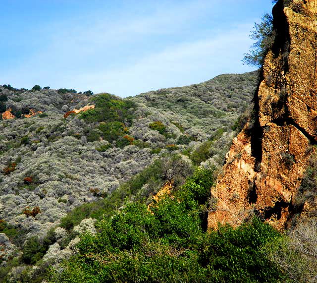 Topanga Canyon, Wednesday, February 4, 2009