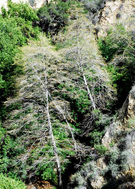 Topanga Canyon, Wednesday, February 4, 2009