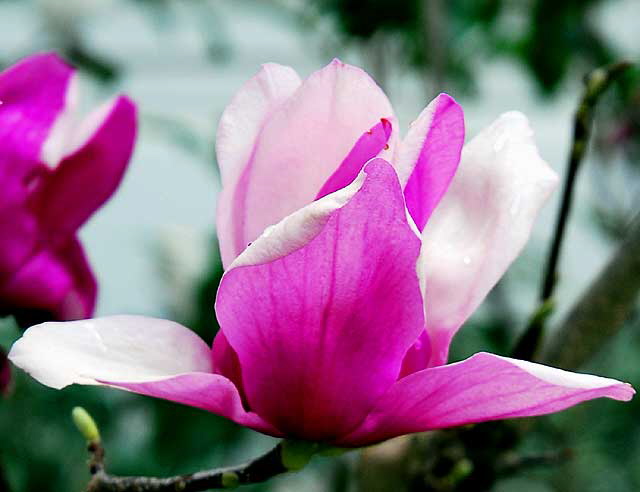 Magnolia soulangiana 