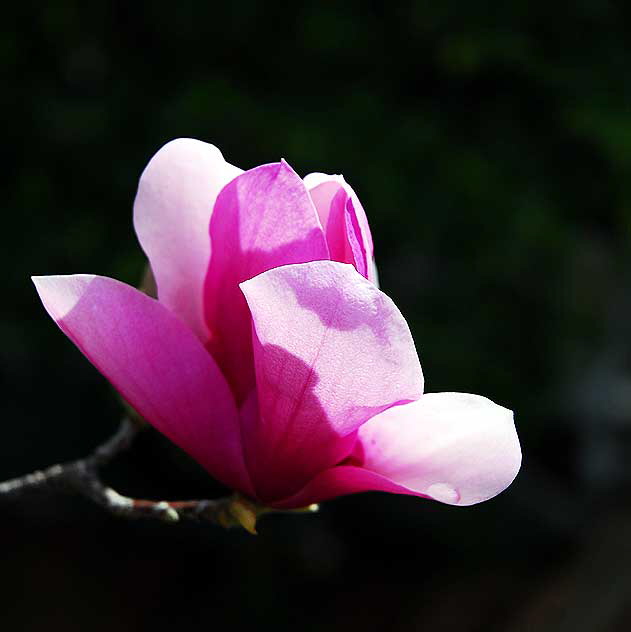 Magnolia soulangiana Magnolia soulangiana