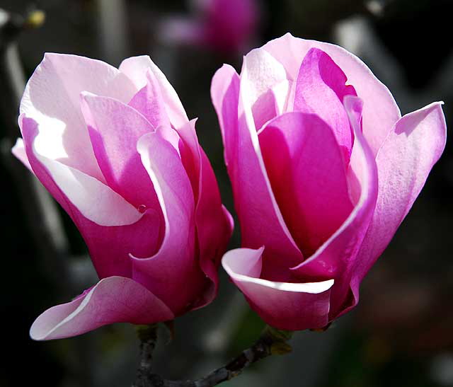 Magnolia soulangiana Magnolia soulangiana