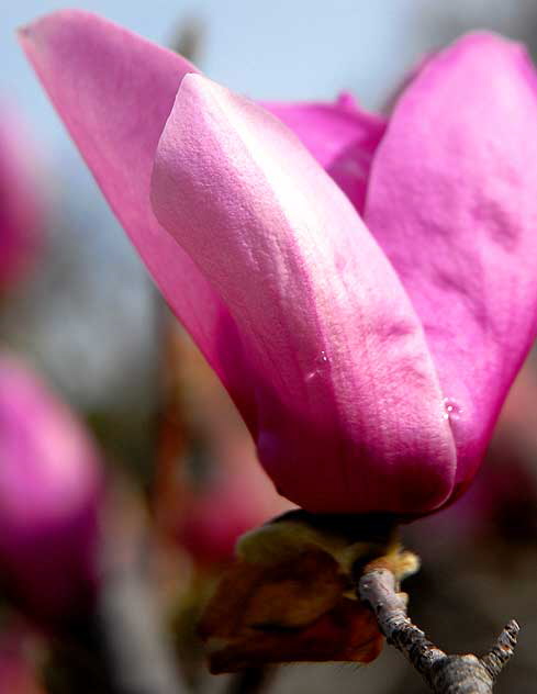 Magnolia soulangiana 