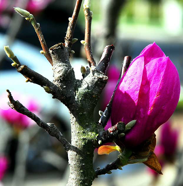 Magnolia soulangiana Magnolia soulangiana