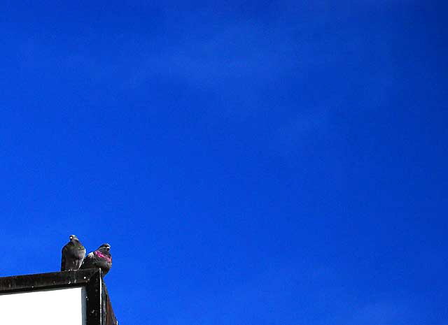 Pigeons on Hide Out sign, Melrose Avenue