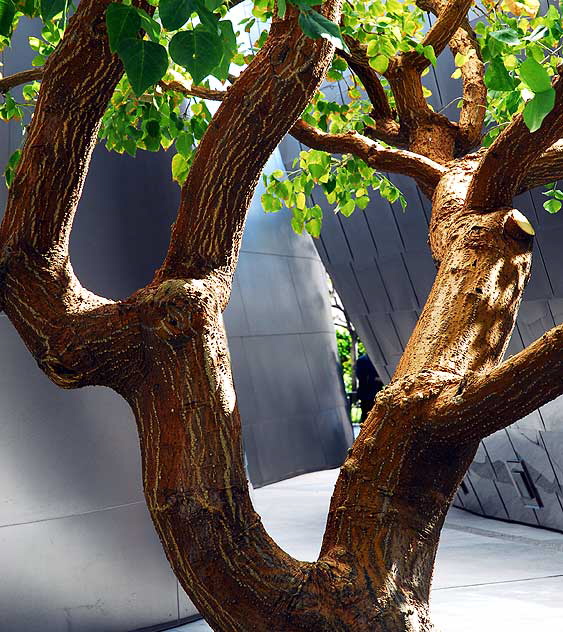 Walt Disney Concert Hall, Los Angeles