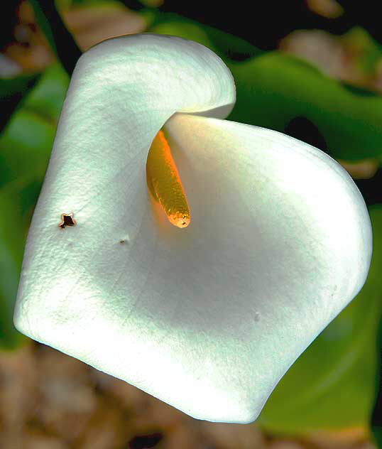 Calla Lily