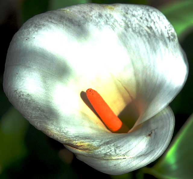 Calla Lily