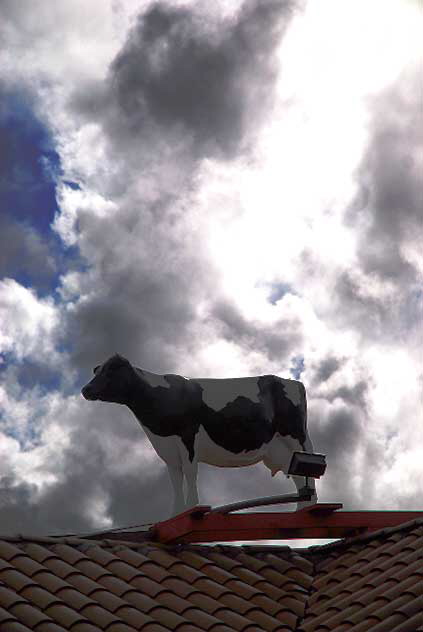 Cow on Roof, Sunset Boulevard