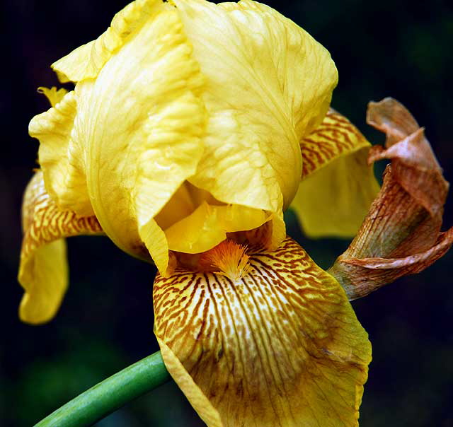 Iris