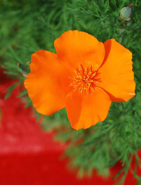 Orange Bloom at Red Curb