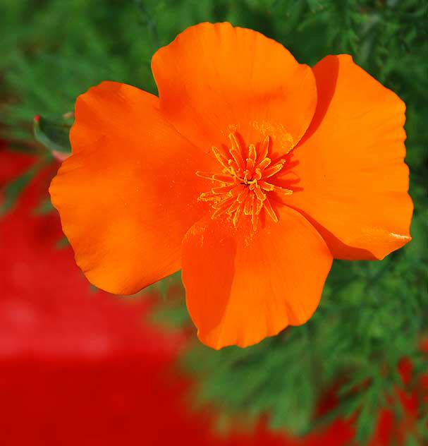 Orange Bloom at Red Curb